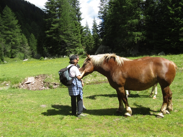Coccolina accarezza il cavallo